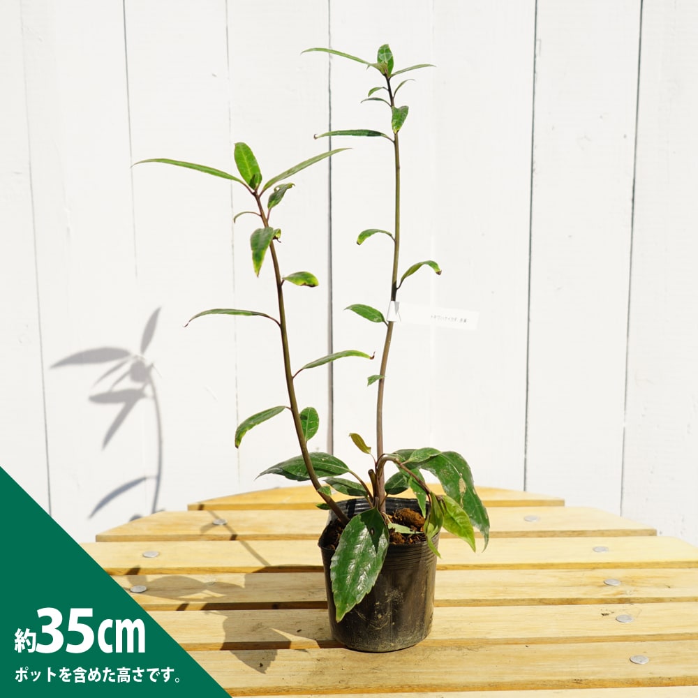 トキワハナイカダ 赤実