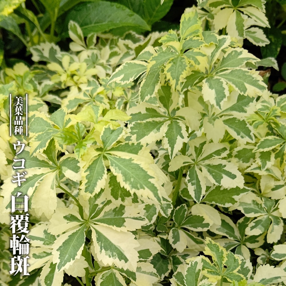 ウコギ 白フクリン斑 