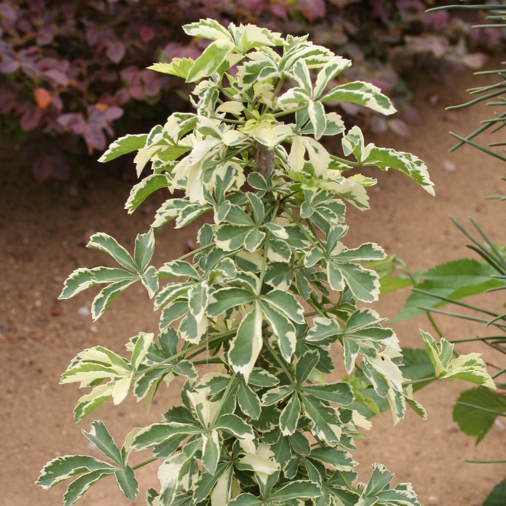 ウコギ 白フクリン斑 1