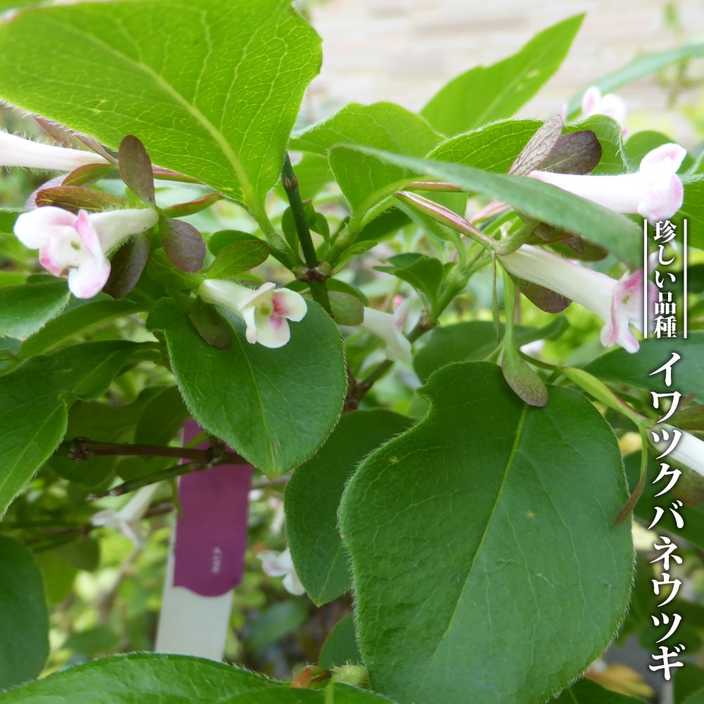 イワツクバネウツギ  