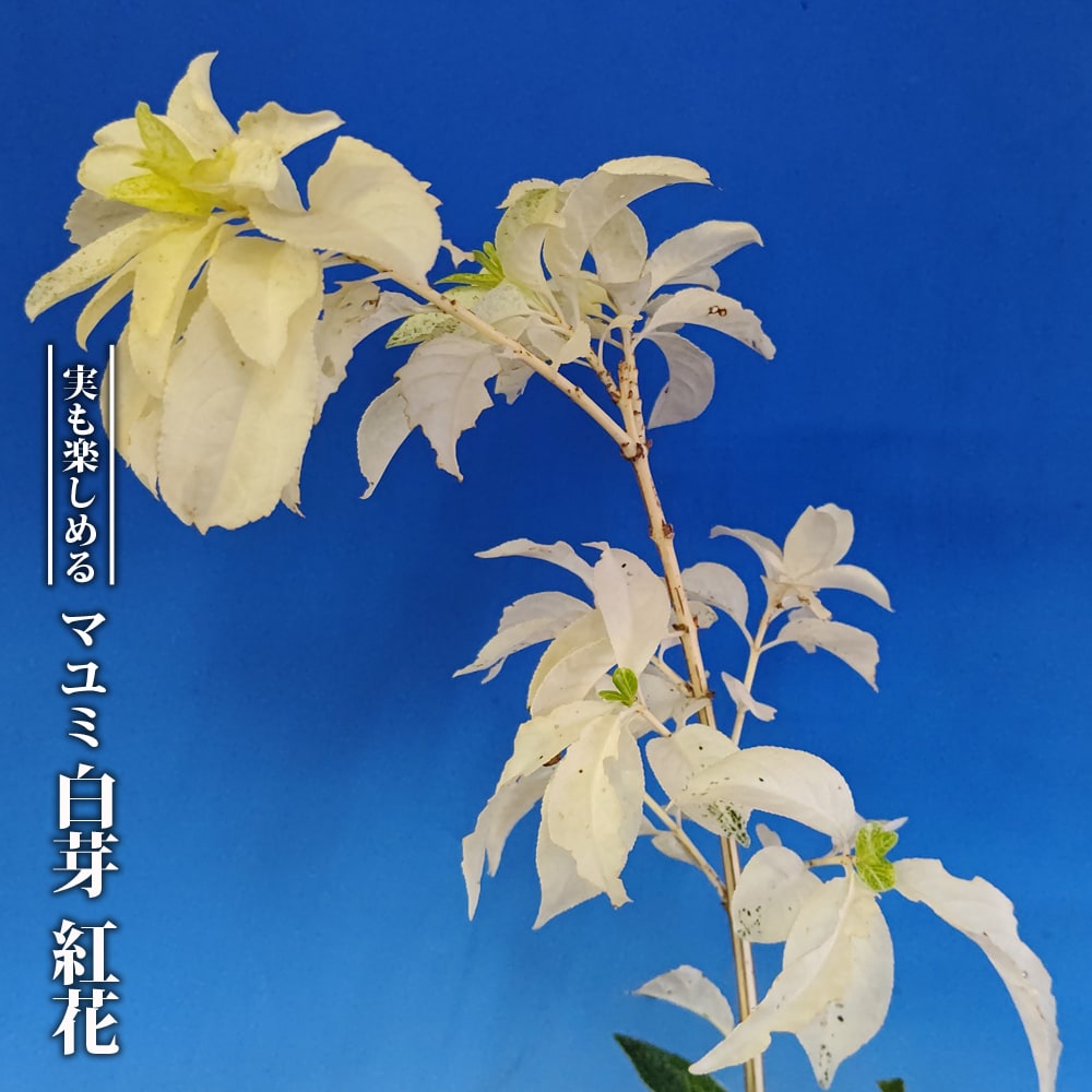 マユミ 白芽 紅花 