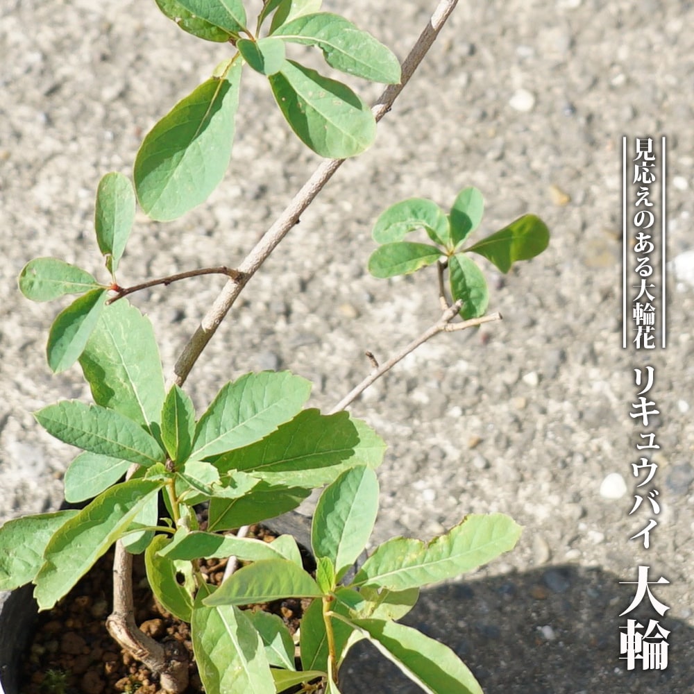 リキュウバイ 大輪 