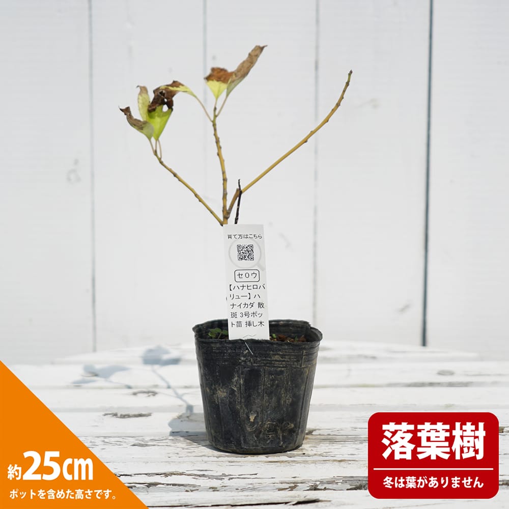 ハナイカダ 散斑 1