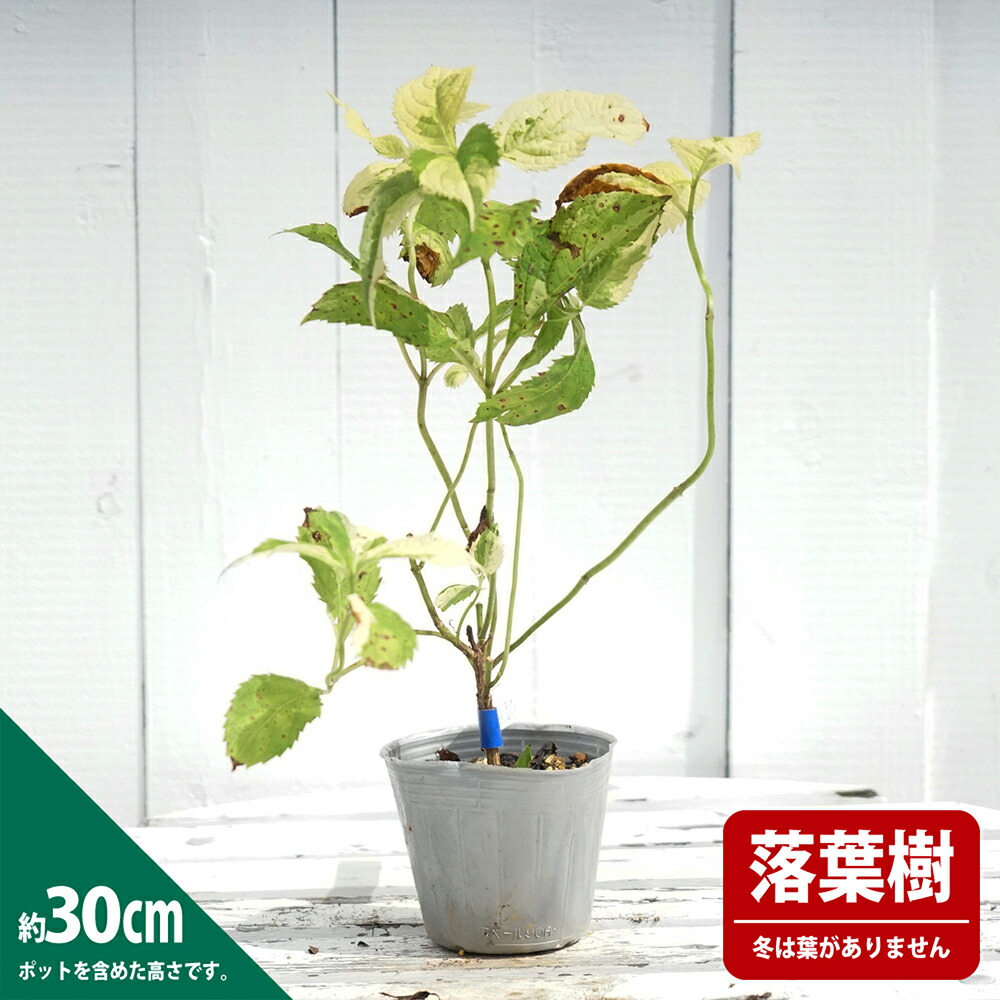 アジサイ 小国錦 1