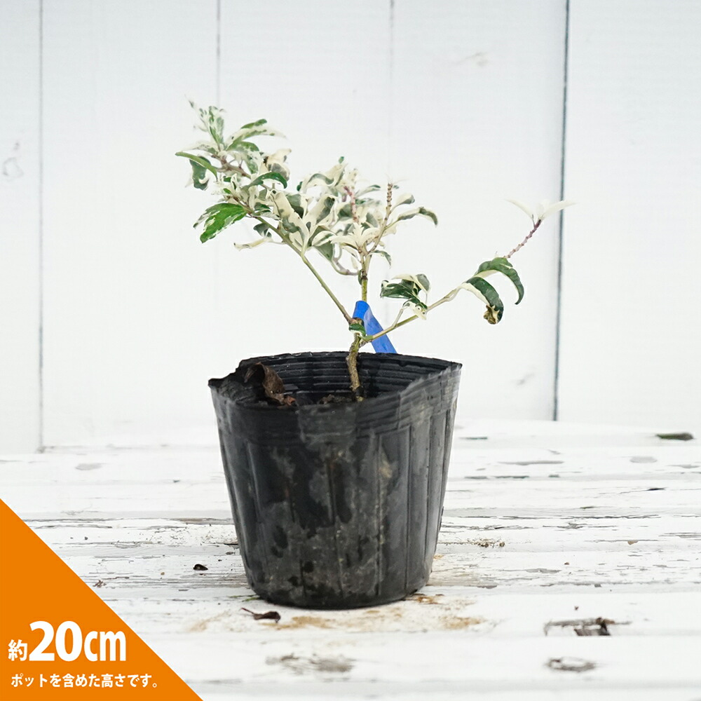 クロガネモチ 斑入 1