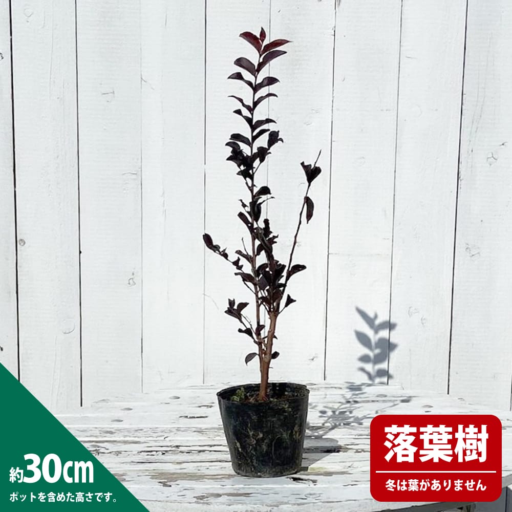 サルスベリ カラス葉 赤花 1