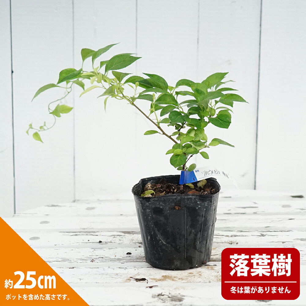 ツルウメモドキ 曙斑 1