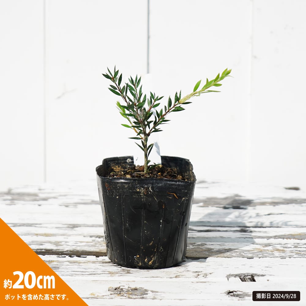 キンポウジュ グリーンボトルブラシ 1