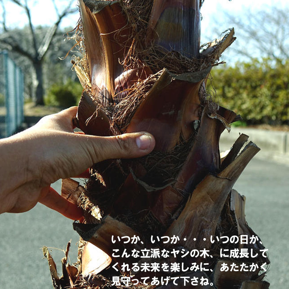 ヤシ ワシントンヤシ 1