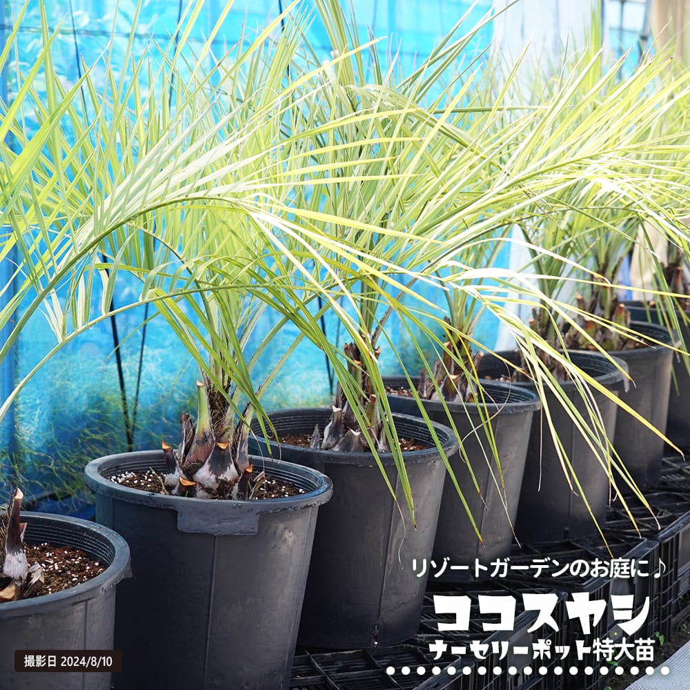 ヤシ ココスヤシ 