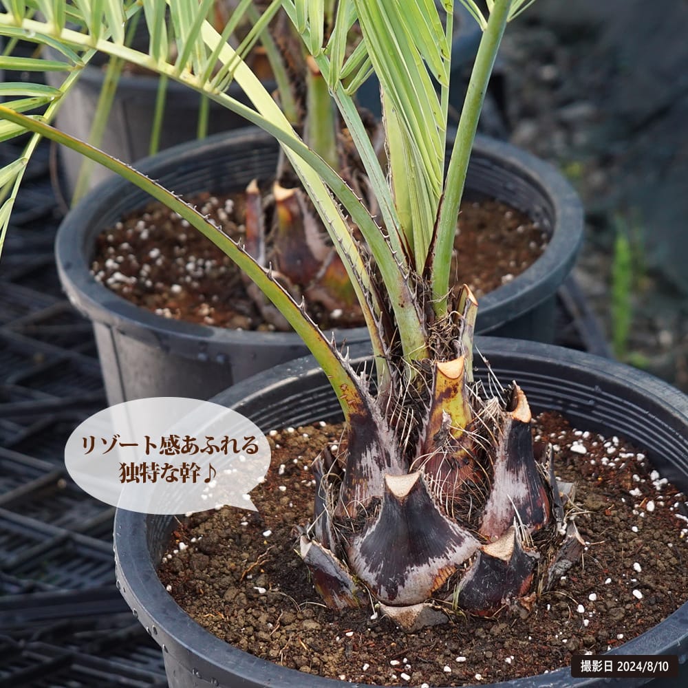 ヤシ ココスヤシ 3