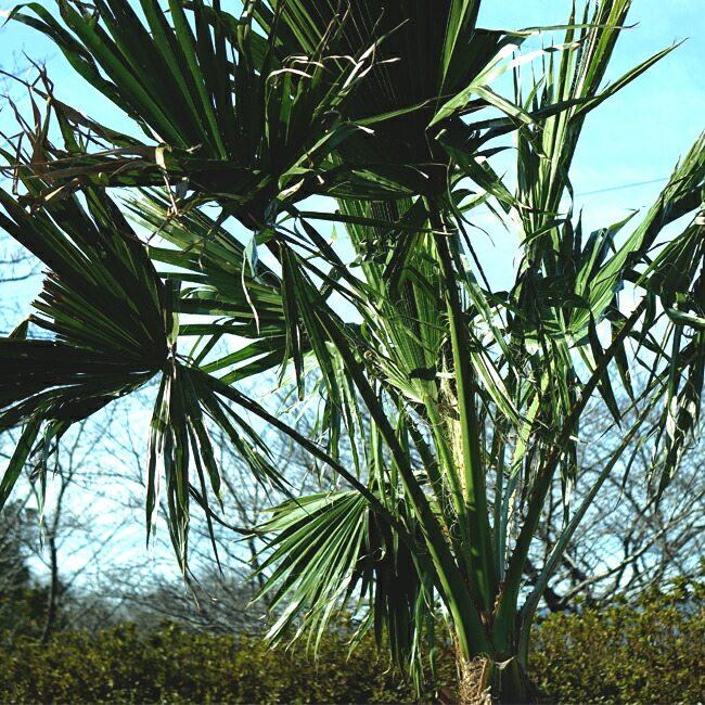 ヤシ ワシントンヤシ 2