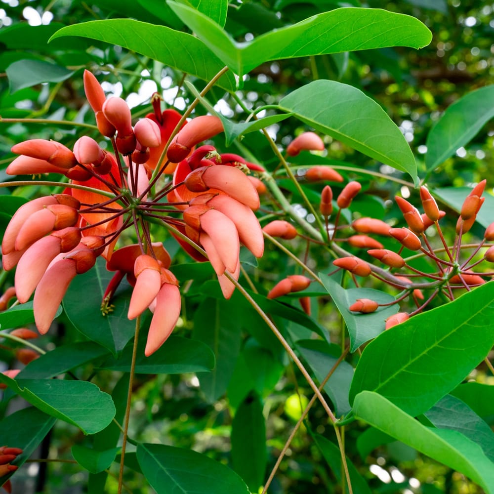 アメリカデイゴ 矮性 1