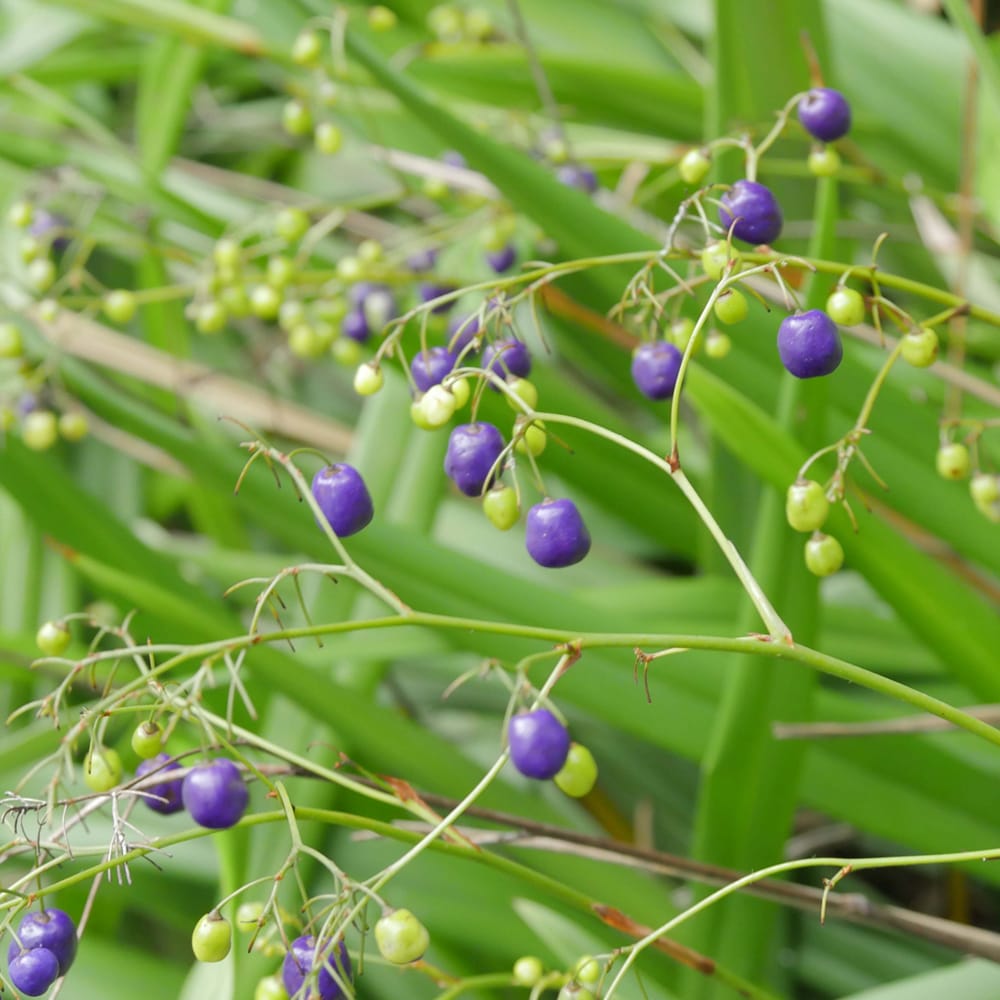 ディアネラ ブルーストリーム 1