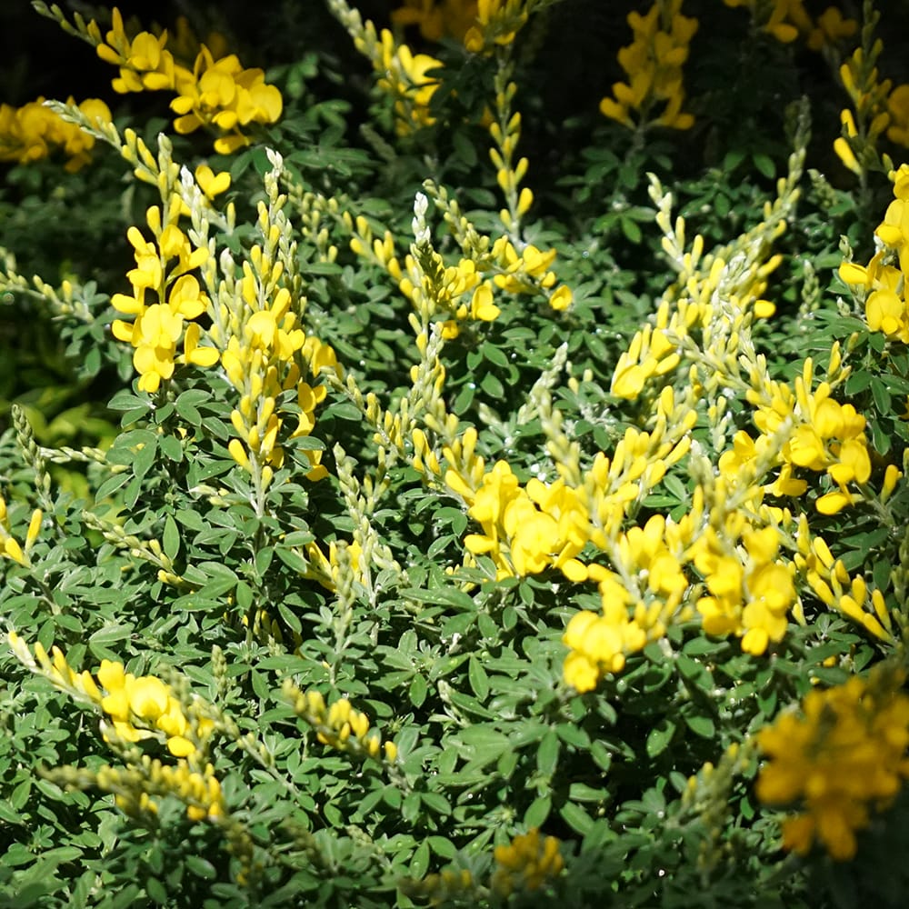 エニシダ ヒメエニシダ 1