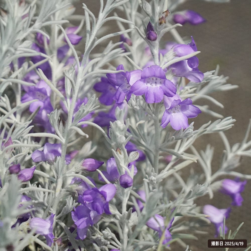 エレモフィラ ニベア 1