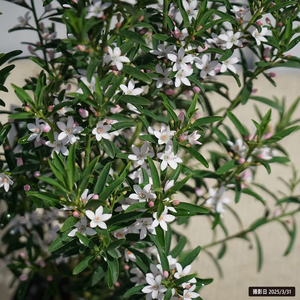 エリオステモン プロファッション 2