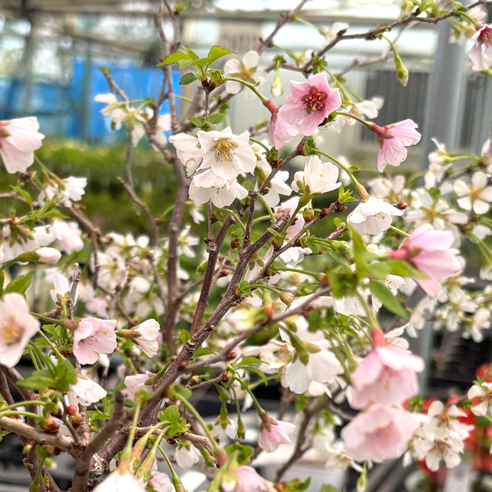 さくら 富士桜 湖上の舞 2