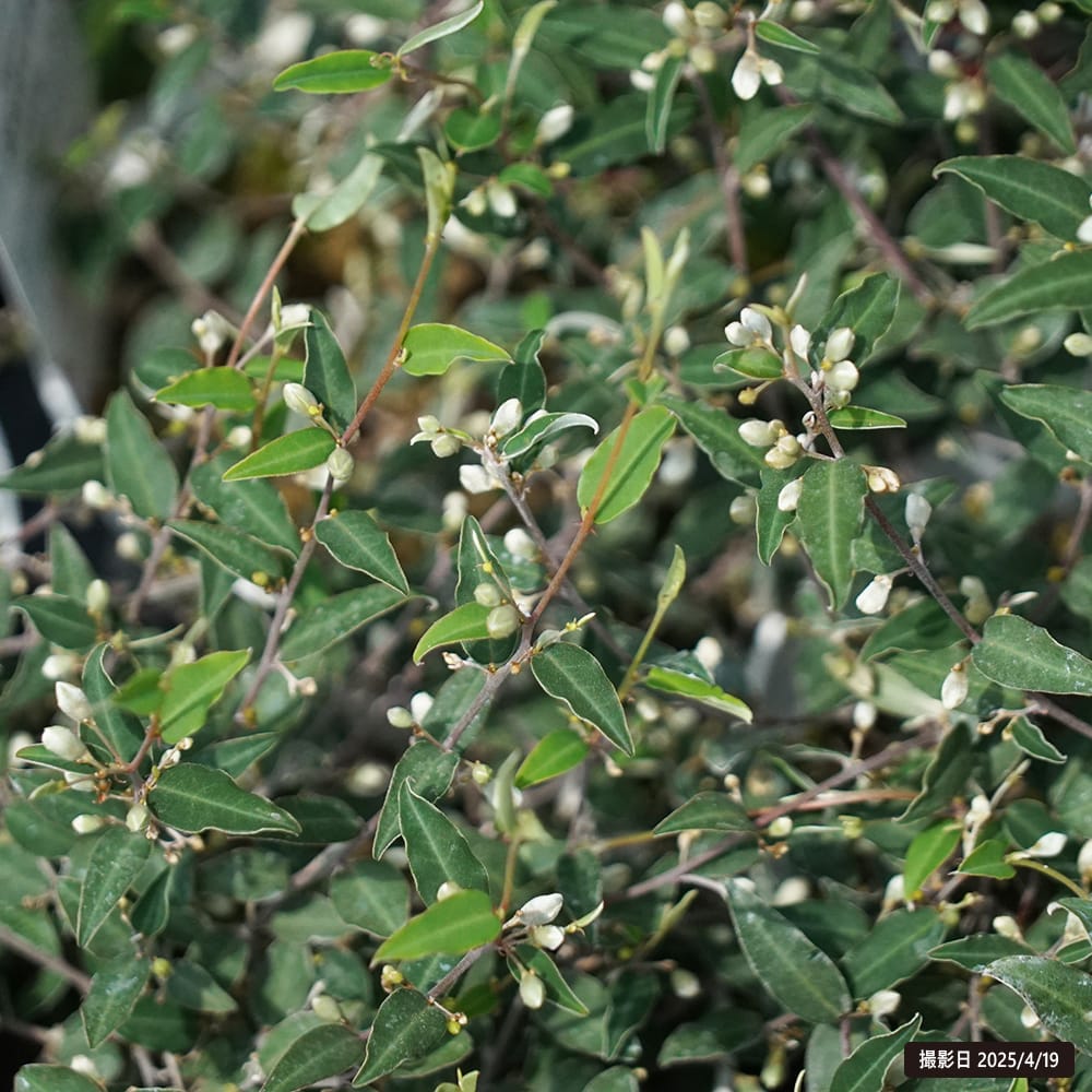 ガストロロビウム ブラックルビー 1