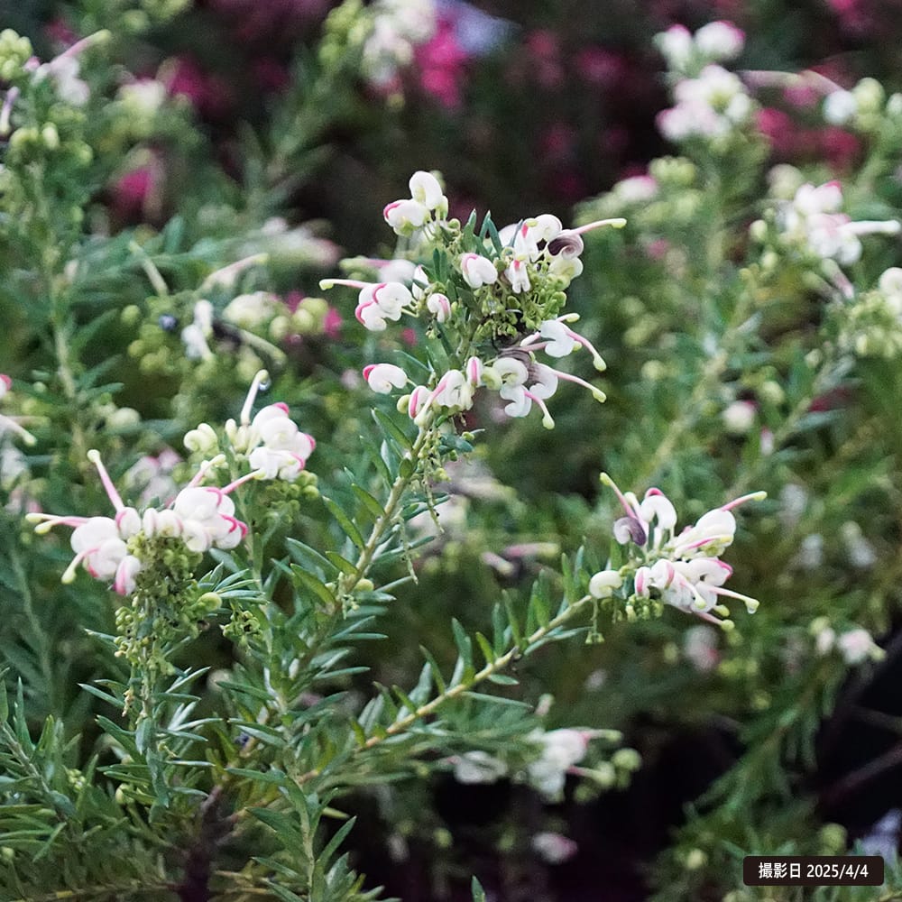 グレビレア ジュビリー 1