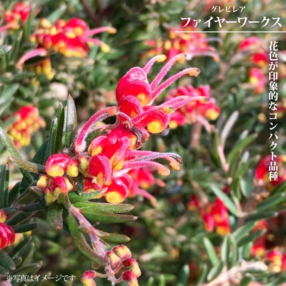 グレビレア ファイヤーワークス 