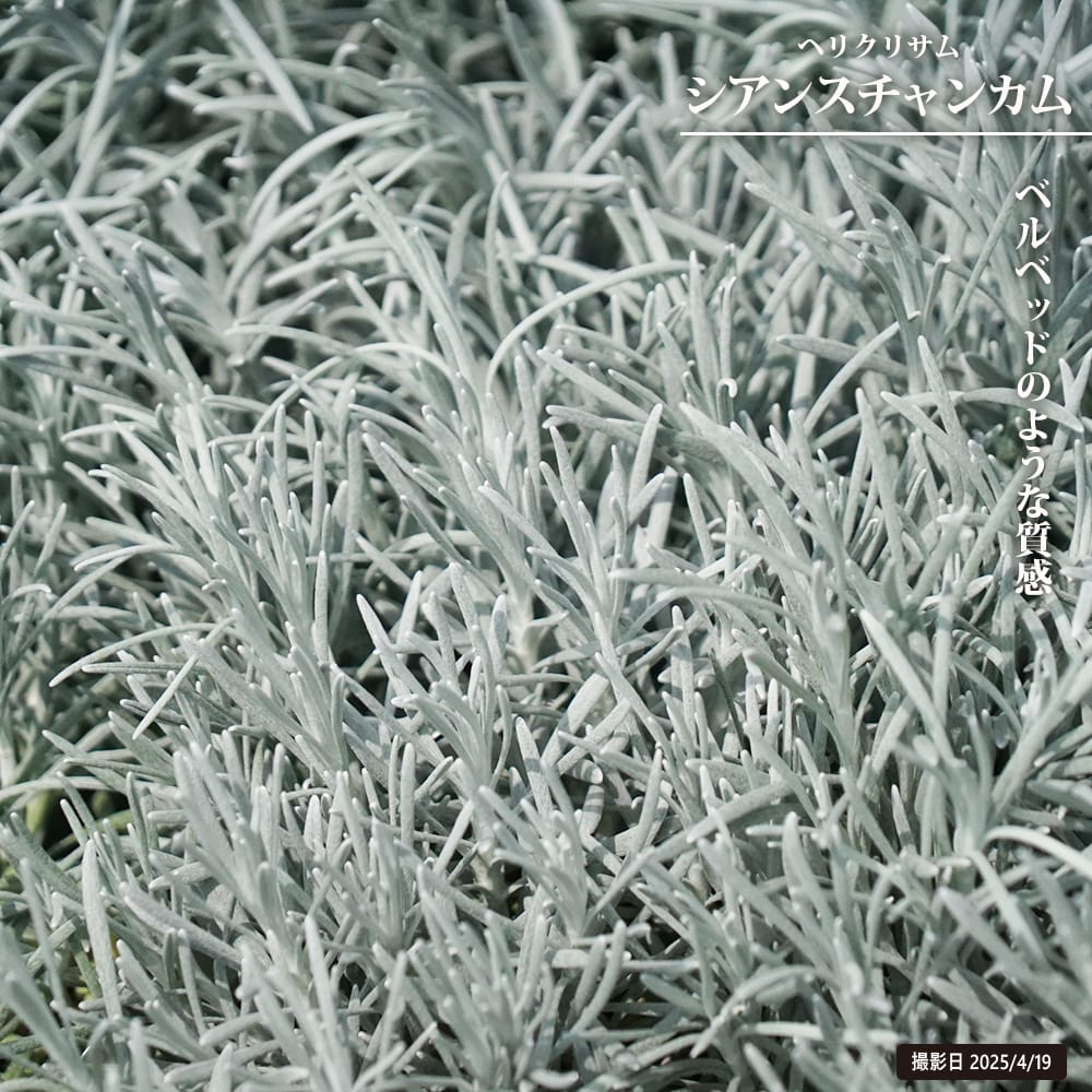 ヘリクリサム シアンスチャンカム 
