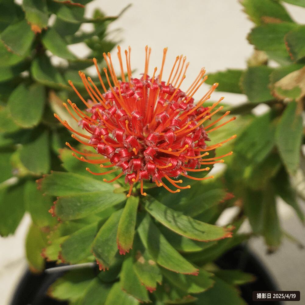 リューコスペルマム カーニバルレッド 1