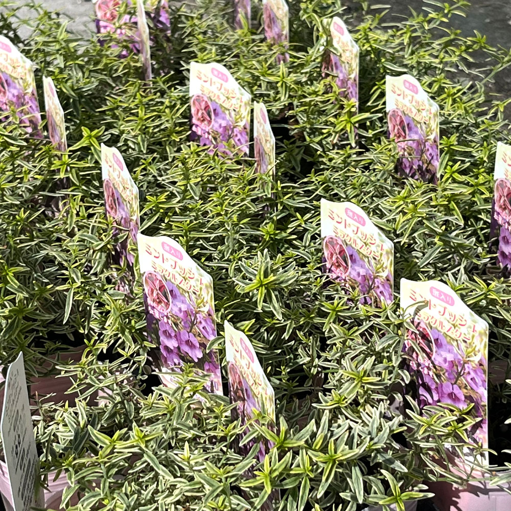 ミントブッシュ ミラクルスター 4