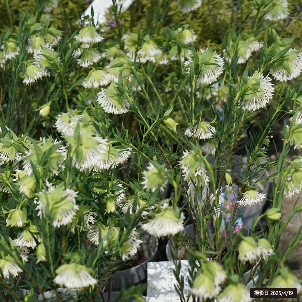 ピメレア ホワイトフェアリー 1