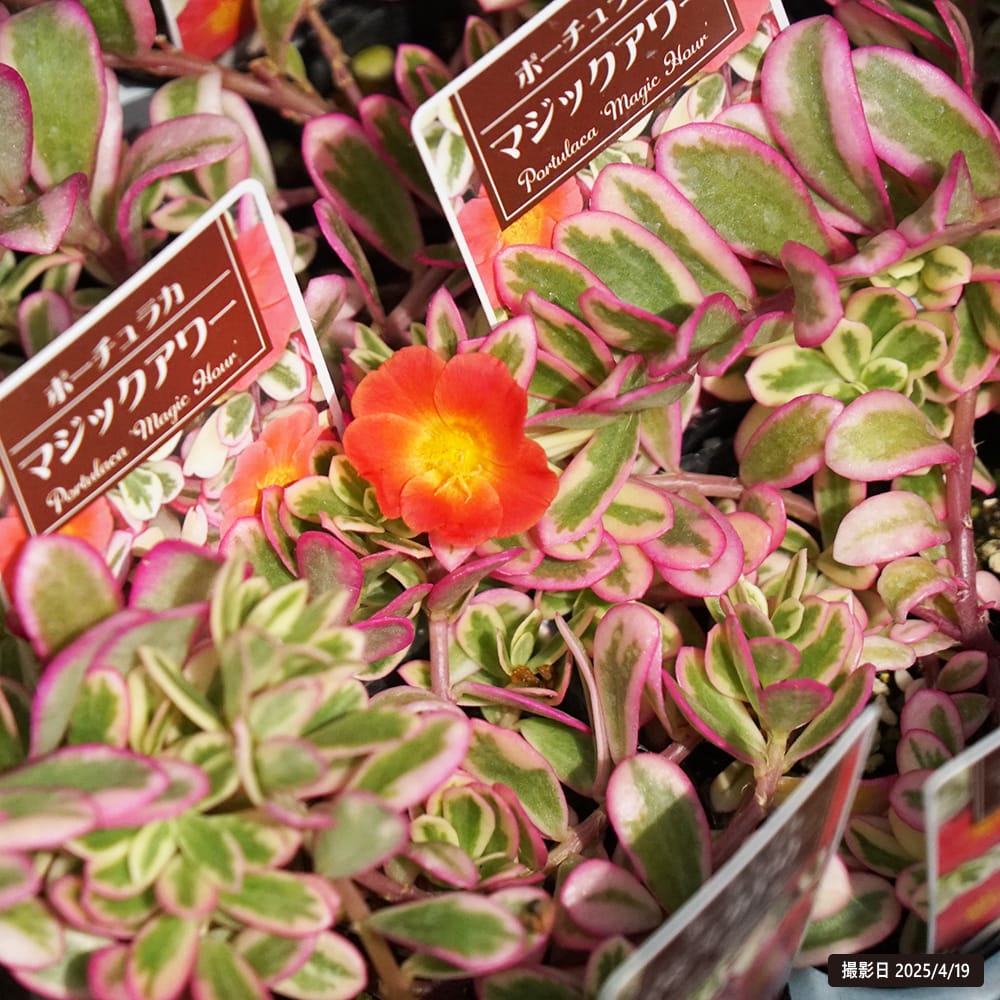 ポーチュラカ マジックアワー 2