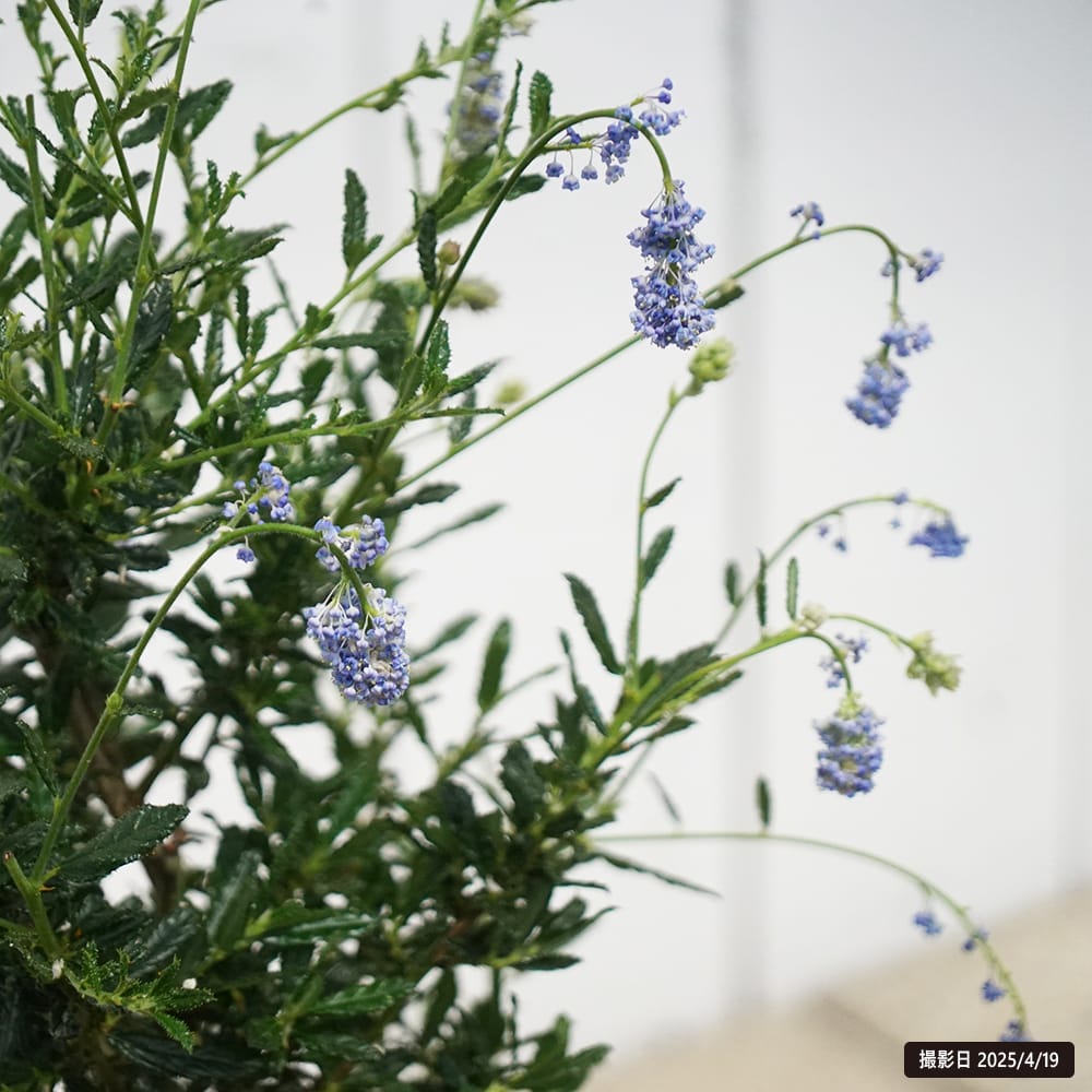 セアノサス セアノサス 1