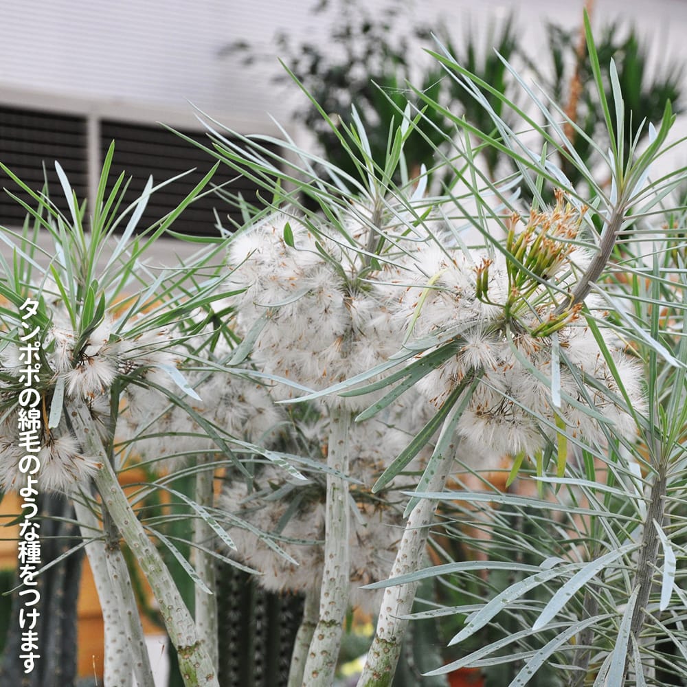 セネシオクレイニア ブランモンキー 4