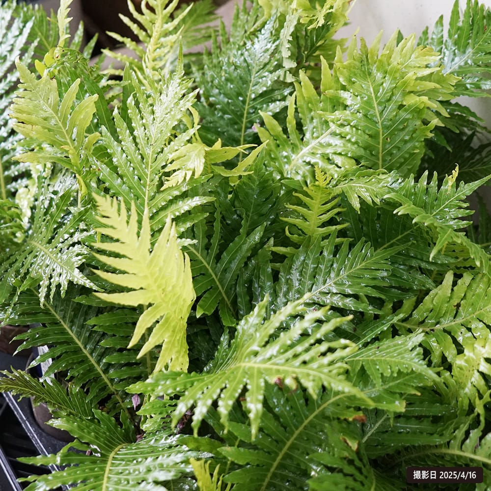 ブレクナム ギッバム シルバーレディー 2