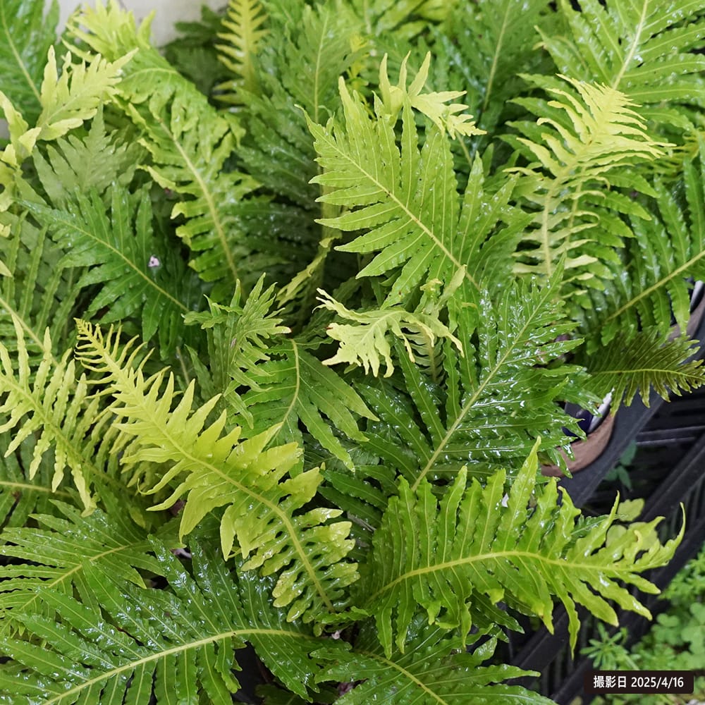 ブレクナム ギッバム シルバーレディー 4