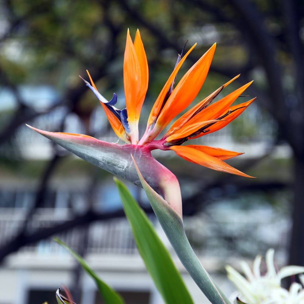 ストレリチア レギネ 2