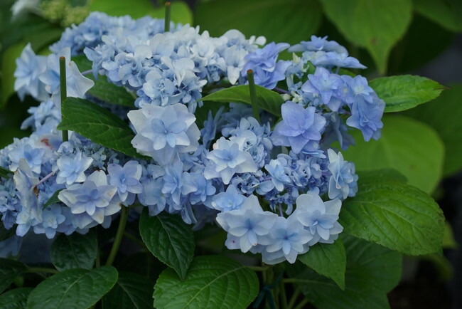 アジサイ ウェディングブーケ 4