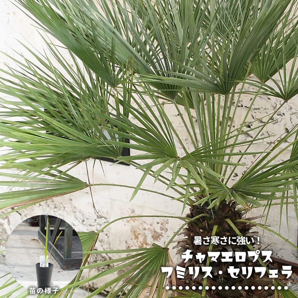 チャメロプス フミリス セリフェラ 