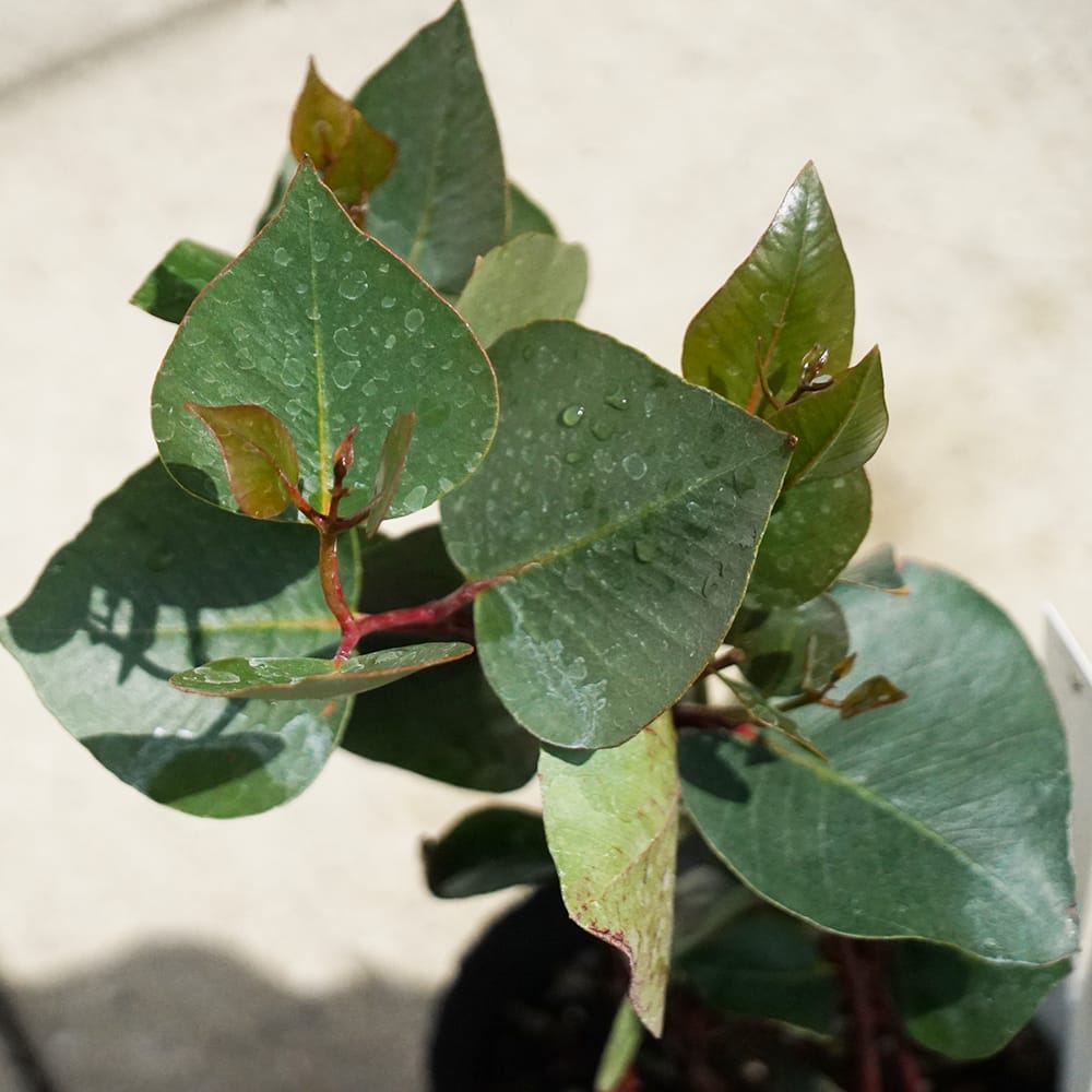 ユーカリ カエシア 1