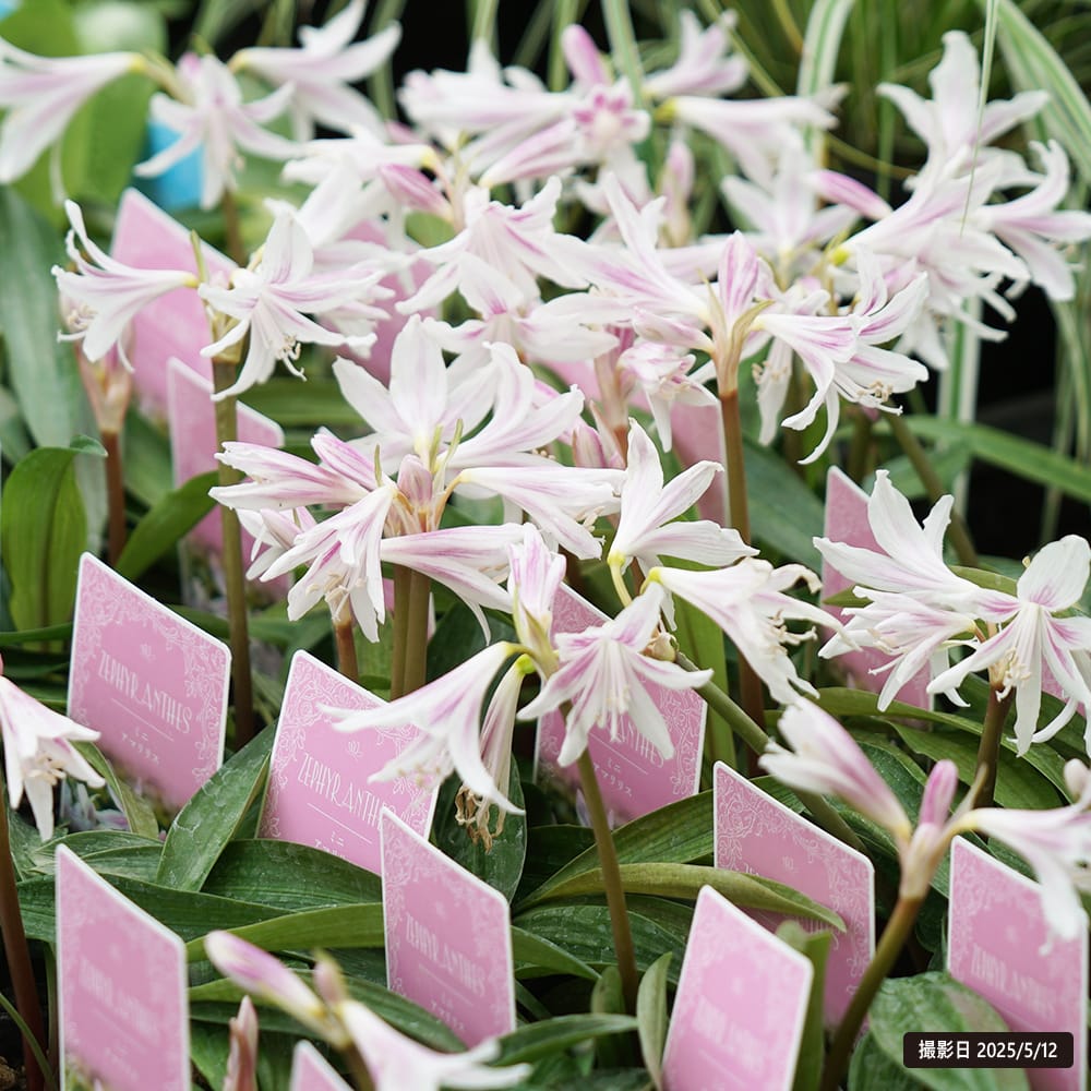 ミニアマリリス プルメナピア 1