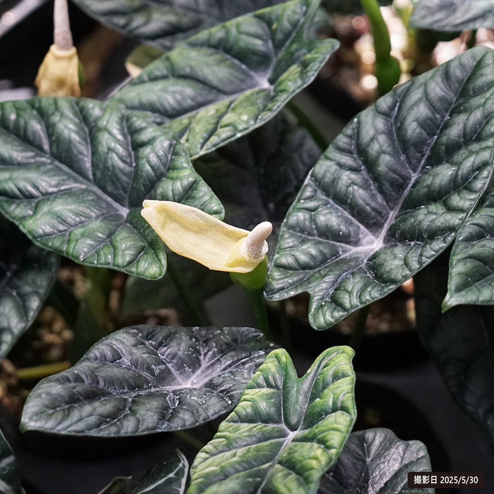 アロカシア シヌアータ 1