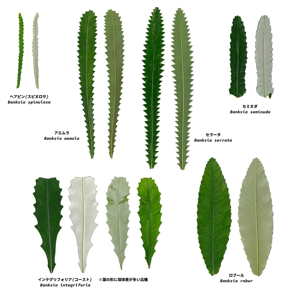 バンクシアの葉の比較