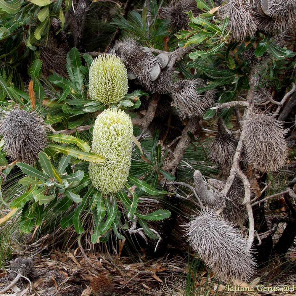 バンクシア アエムラ 2