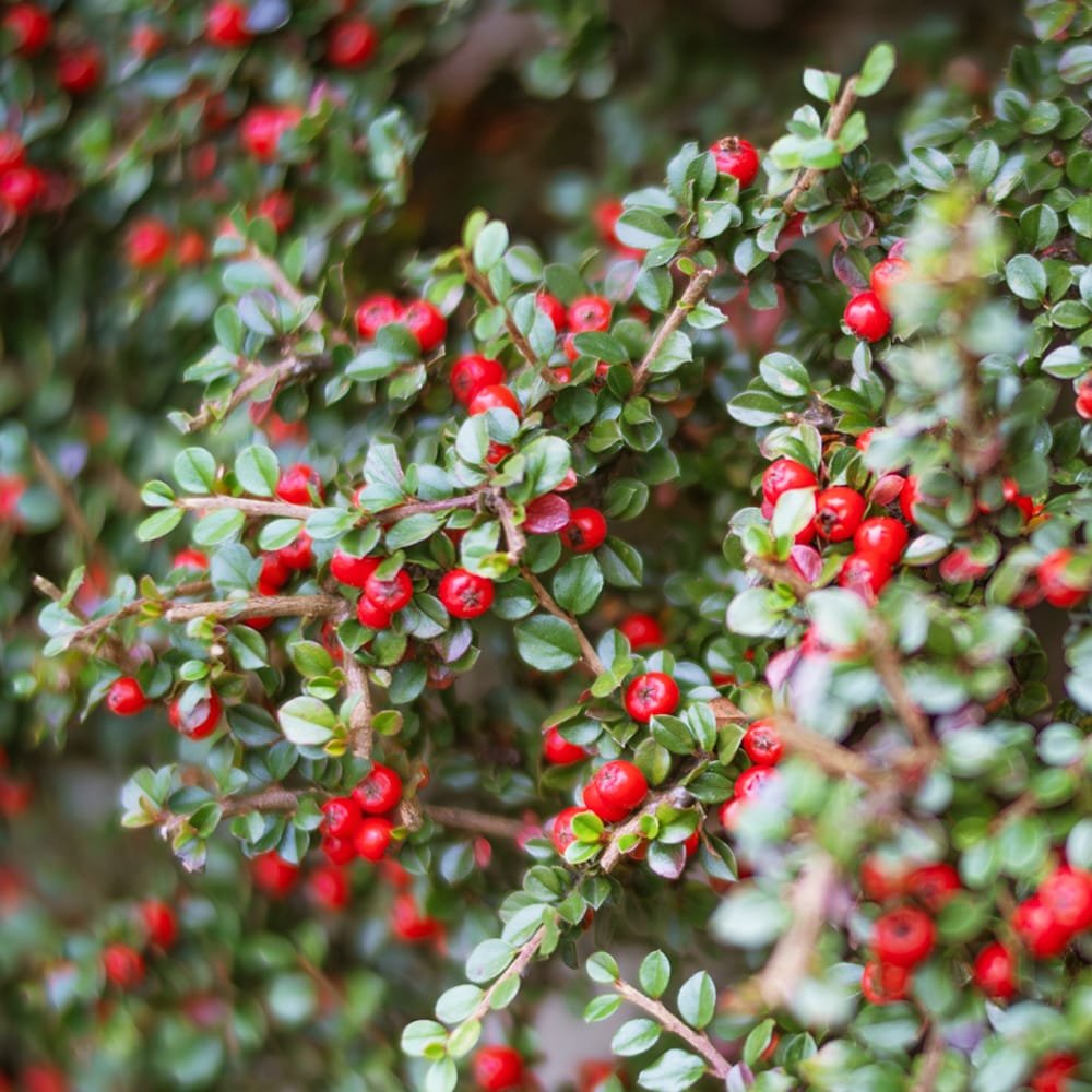 紅紫檀 紅紫檀 1