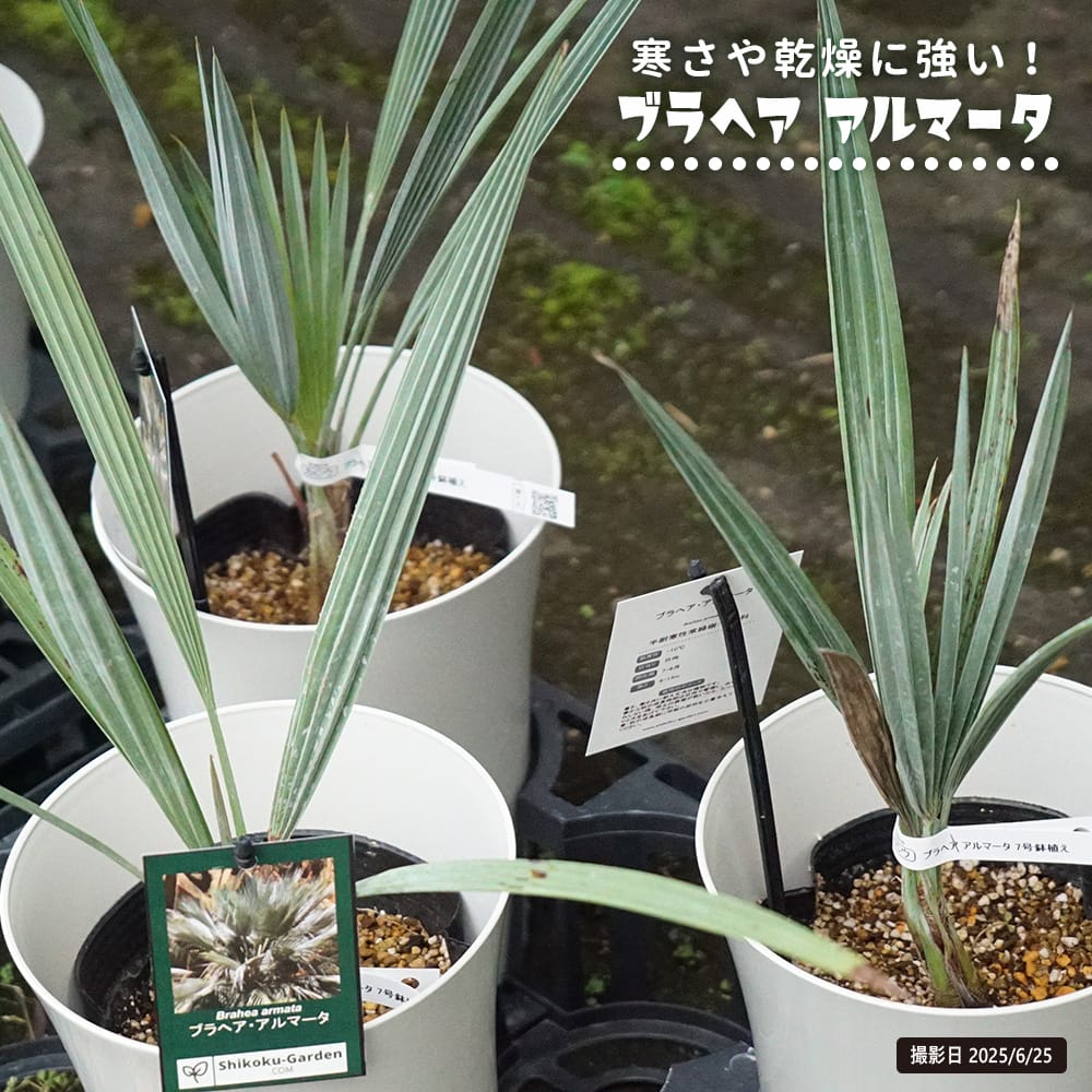 ブラヘア アルマータ 