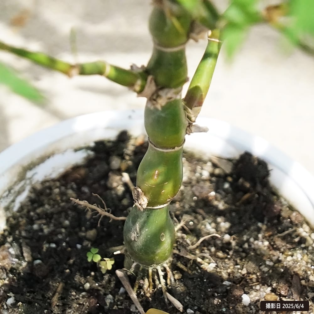 タケ ブッタンチク  1