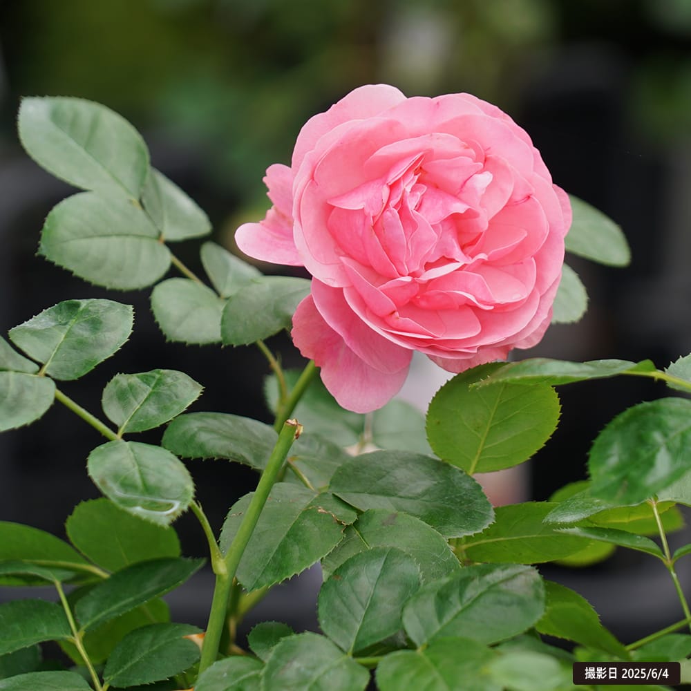 バラ レオナルドダビンチ 3