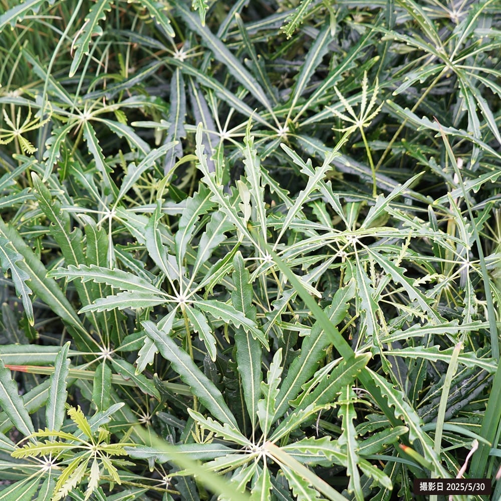 ディジゴセカ アラレアグリーン 1