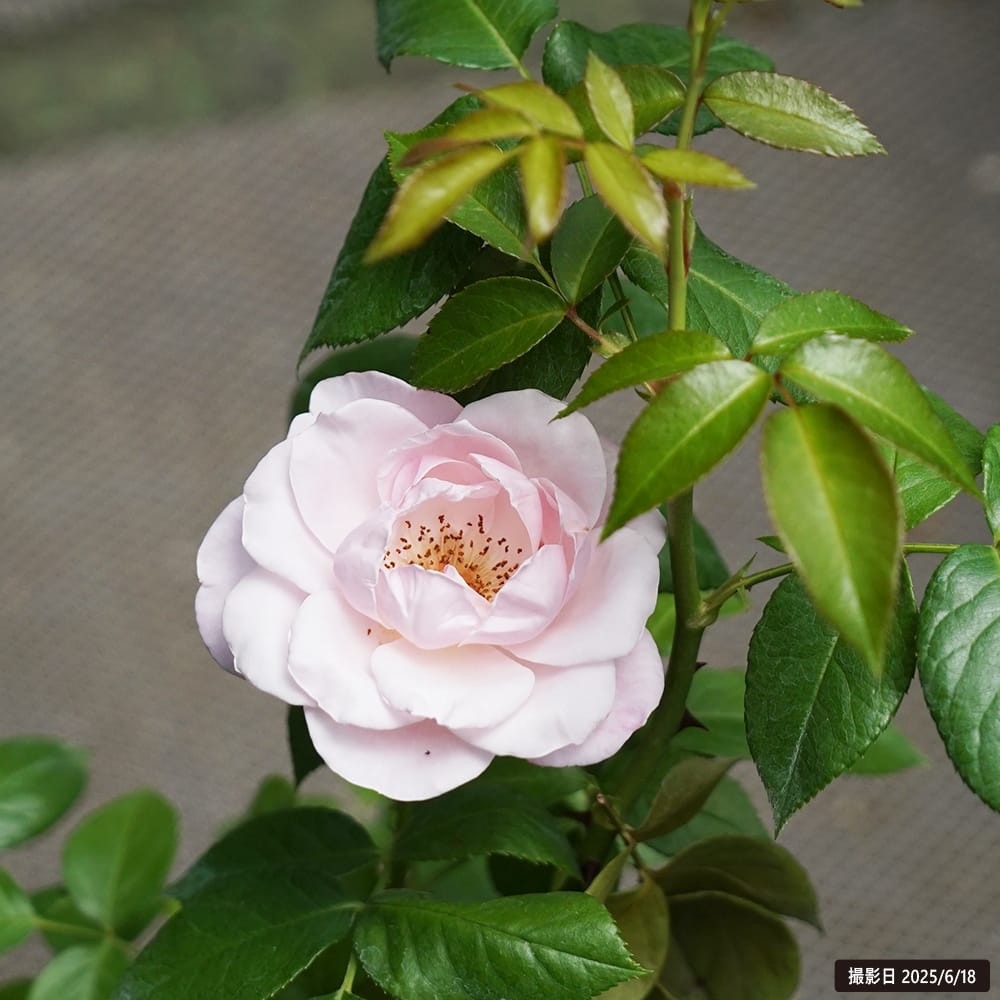 バラ ジル ドゥ ブリザック 3