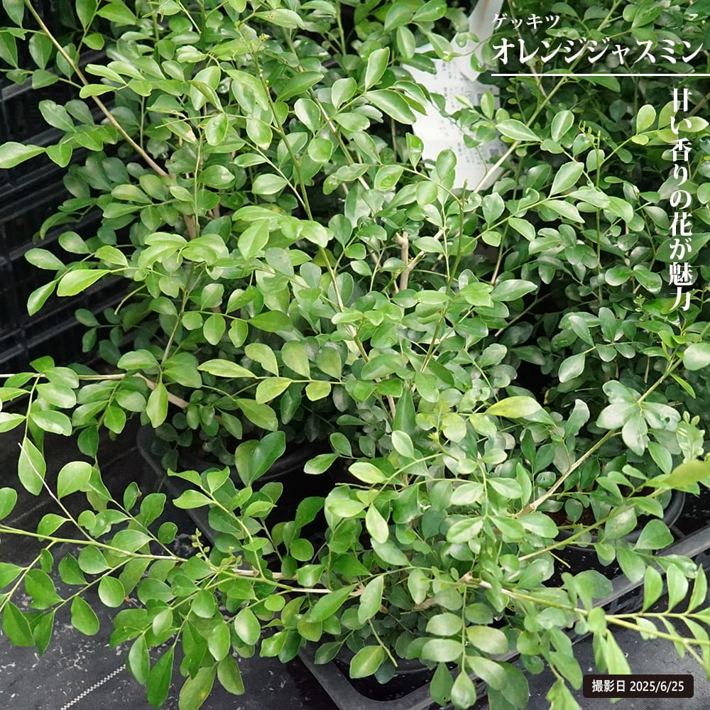 ゲッキツ オレンジジャスミン 2