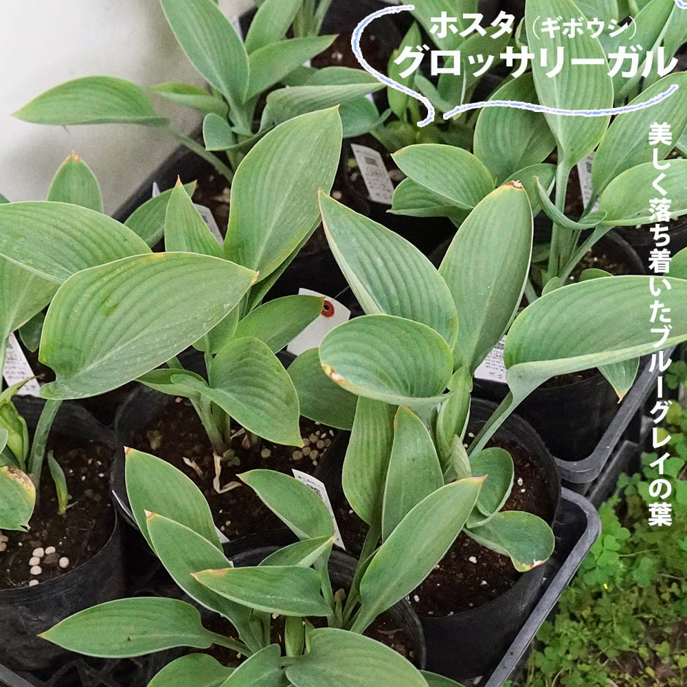 ホスタ グロッサリーガル 